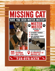 Lost Male Cat last seen Near prospect st buffalo ny, Buffalo, NY 14201