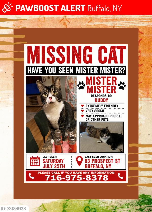 Lost Male Cat last seen Near prospect st buffalo ny, Buffalo, NY 14201
