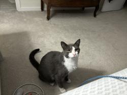 Lost Male Cat last seen Old bon air road and ground hog drive, Richmond, VA 23235
