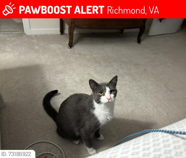 Lost Male Cat last seen Old bon air road and ground hog drive, Richmond, VA 23235