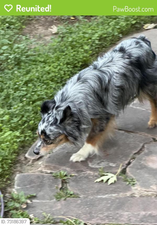Reunited Unknown Dog last seen Hillsden, Melbourne, VIC 