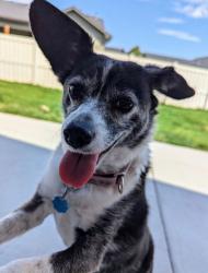 Lost Female Dog last seen Mitchell and granger, Boise, ID 83704