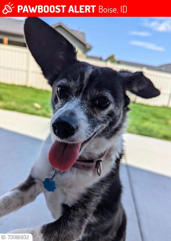 Lost Female Dog last seen Mitchell and granger, Boise, ID 83704
