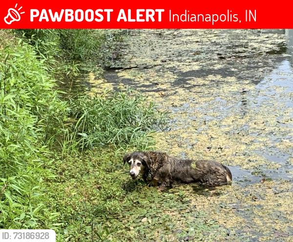 Lost Female Dog last seen Sundown Drive South and Twilight Drive, Indianapolis, IN 46254