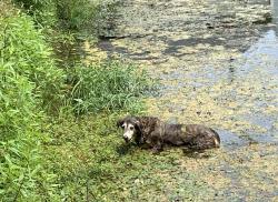 Lost Female Dog last seen Sundown Drive South and Twilight Drive, Indianapolis, IN 46254