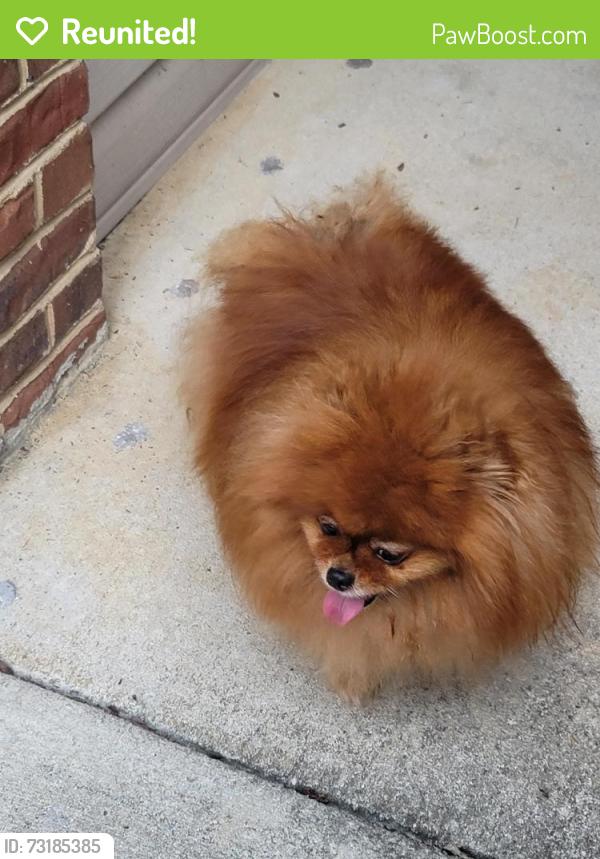 Reunited Female Dog last seen Hayesbury Townhomes, Pelham, AL 35124