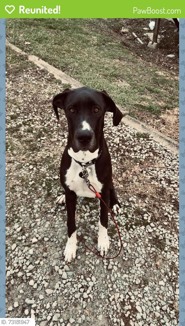 Reunited Female Dog last seen Near Grace church on brush creek rd, Westmoreland County, PA 15665