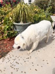 Reunited Male Dog last seen Soboba st and Acacia st, Hemet, CA 92544