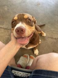 Found/Stray Male Dog last seen Deer Run, Randleman, NC 27317