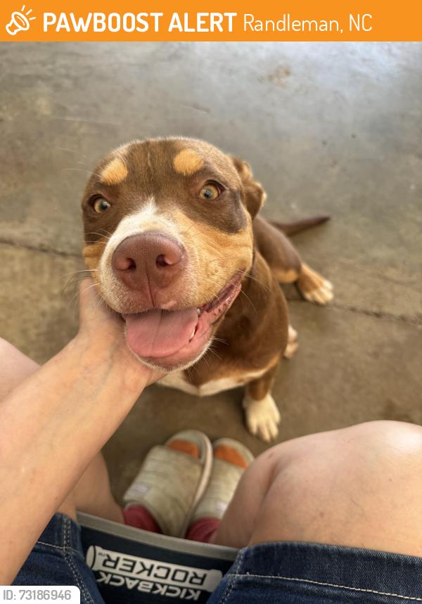Found/Stray Male Dog last seen Deer Run, Randleman, NC 27317