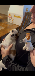 Lost Male Dog last seen Rue Duval, Montréal, QC 