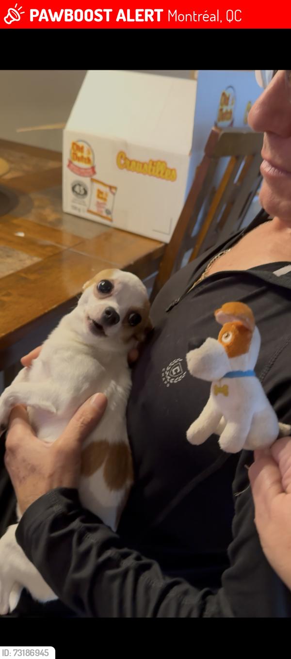 Lost Male Dog last seen Rue Duval, Montréal, QC 