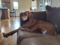 Reunited Female Dog last seen Near Lonesome Rd, Nokesville, VA 20181, Nokesville, VA 20181