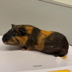 Shelter Stray Male Other last seen , 3607 N Armenia Ave, Tampa, FL 33607, USA