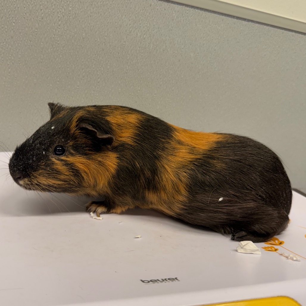 Shelter Stray Male Other last seen , 3607 N Armenia Ave, Tampa, FL 33607, USA