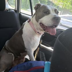 Shelter Stray Female Dog last seen , 980 Guilford College Rd, Greensboro, NC 27409, USA