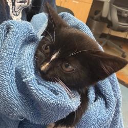 Shelter Stray Female Cat last seen , 2350 Appling City Cove, Memphis, TN 38133, USA