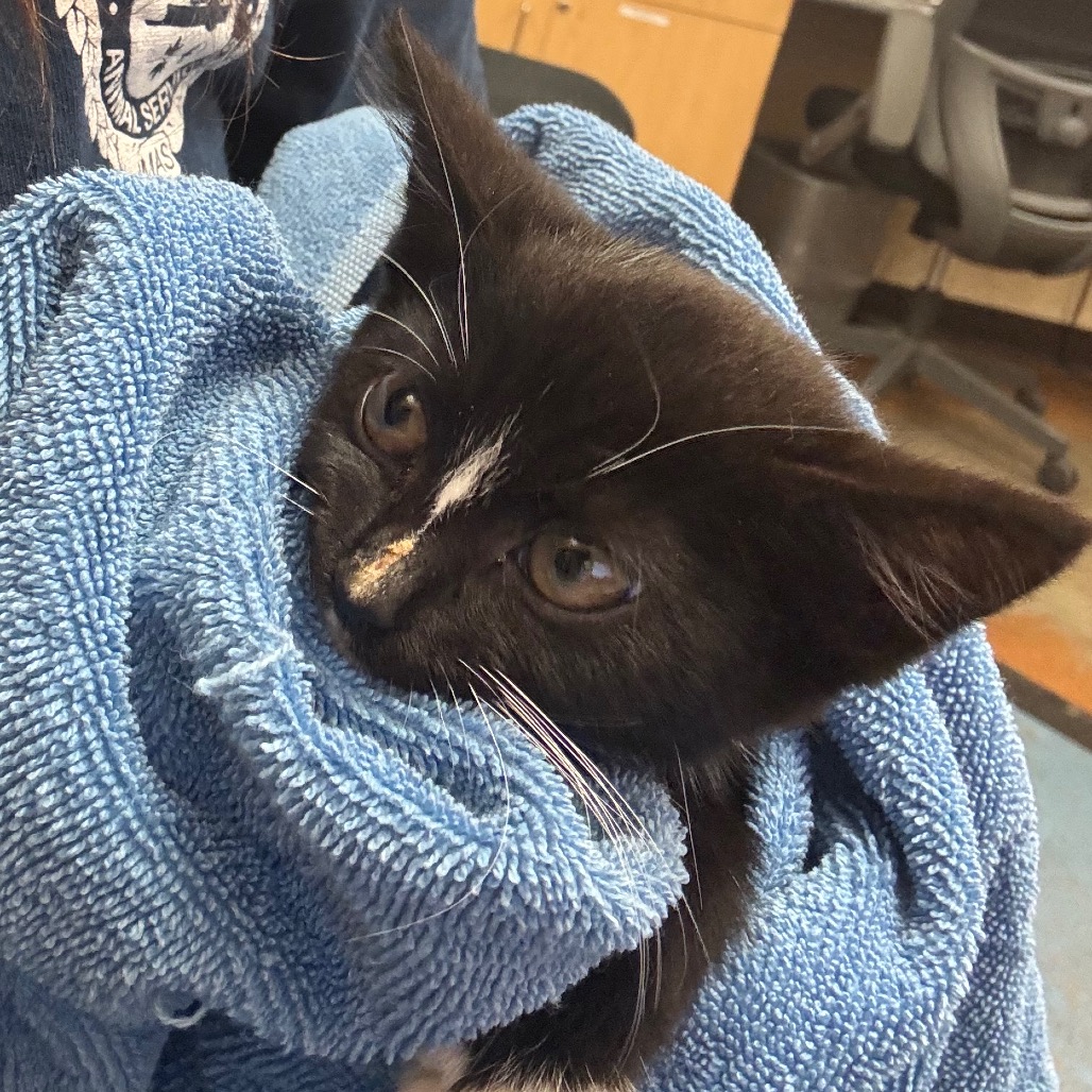 Shelter Stray Female Cat last seen , 2350 Appling City Cove, Memphis, TN 38133, USA