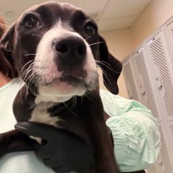 Shelter Stray Female Dog last seen , 2350 Appling City Cove, Memphis, TN 38133, USA
