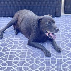 Found/Stray Male Dog last seen Langley and College Parkway, Pensacola, FL 32504