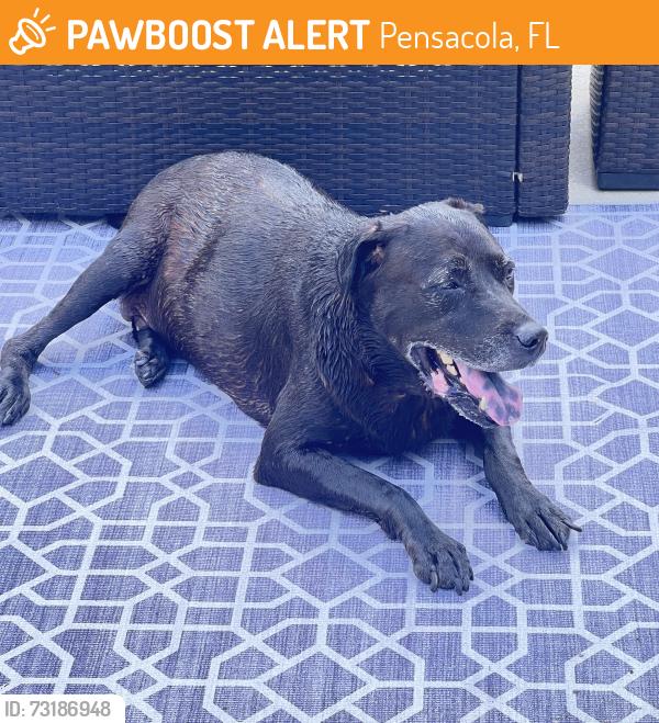 Found/Stray Male Dog last seen Langley and College Parkway, Pensacola, FL 32504