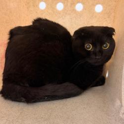 Shelter Stray Male Cat last seen , Animal Care & Control Team of Philly, 111 W Hunting Park Ave, Philadelphia, PA 19140, USA