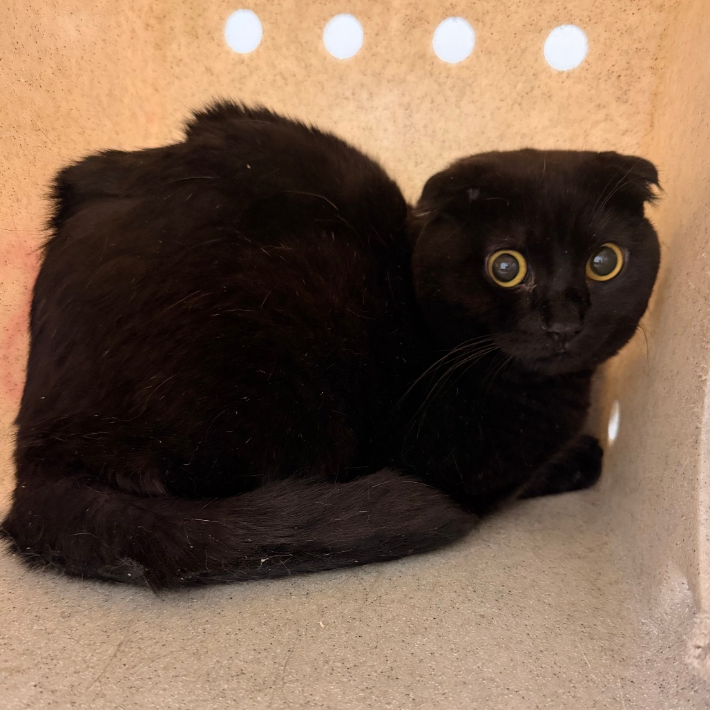 Shelter Stray Male Cat last seen , Animal Care & Control Team of Philly, 111 W Hunting Park Ave, Philadelphia, PA 19140, USA