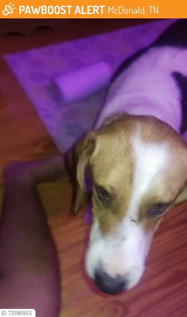 Found/Stray Male Dog last seen McDonald Cleveland to, McDonald, TN 37353