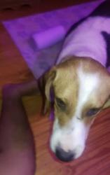 Found/Stray Male Dog last seen McDonald Cleveland to, McDonald, TN 37353