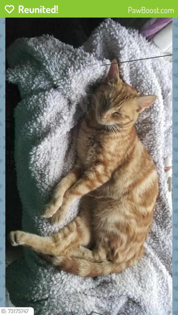 Reunited Female Cat last seen Lydia Lane, Clayton, CA 94517