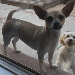 Lost Female Dog last seen Mossdale Landing Park, Lathrop, CA 95330