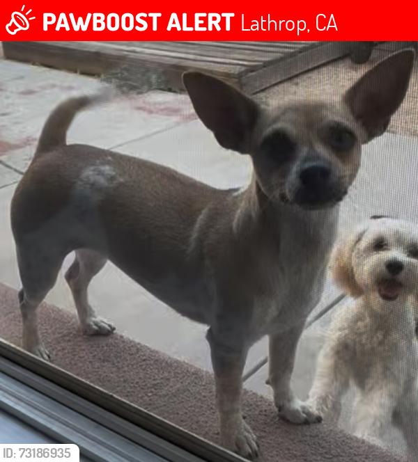 Lost Female Dog last seen Mossdale Landing Park, Lathrop, CA 95330