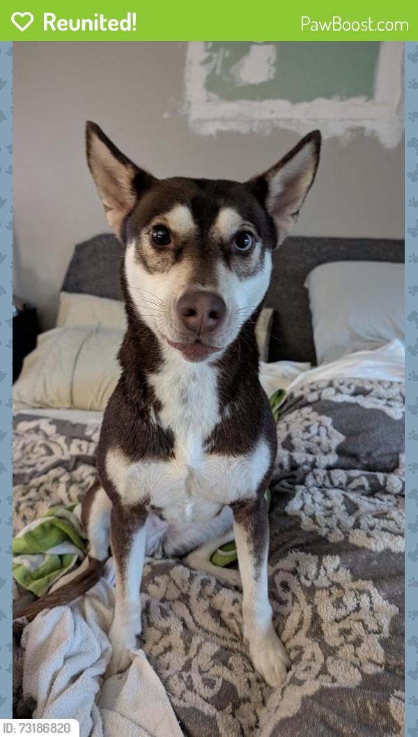 Reunited Female Dog last seen Killarney Highway, Onsted, MI 49265