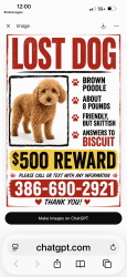 Lost Male Dog last seen Near th street and sabal palm, Edgewater, FL 32132