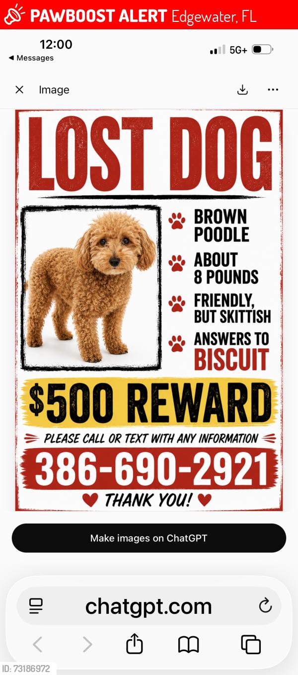 Lost Male Dog last seen Near th street and sabal palm, Edgewater, FL 32132