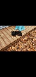 Lost Female Cat last seen Oak Park, Morgan Township, IN 47164