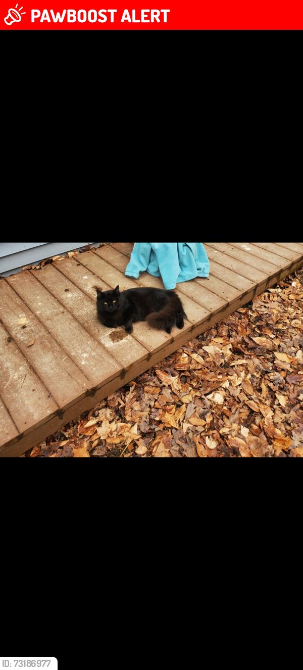 Lost Female Cat last seen Oak Park, Morgan Township, IN 47164