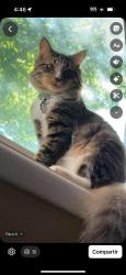 Lost Male Cat last seen Potomac Garden apmts, Sterling, VA 20164