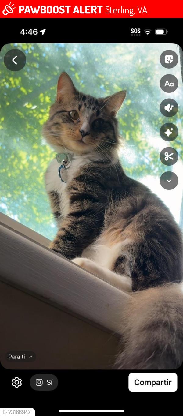 Lost Male Cat last seen Potomac Garden apmts, Sterling, VA 20164