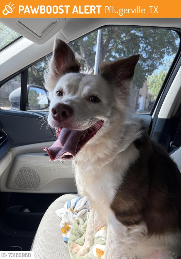 Found/Stray Female Dog last seen Applewood drive, Pflugerville, TX 78660