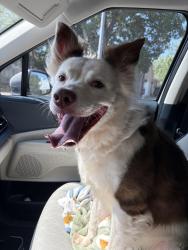 Found/Stray Female Dog last seen Applewood drive, Pflugerville, TX 78660