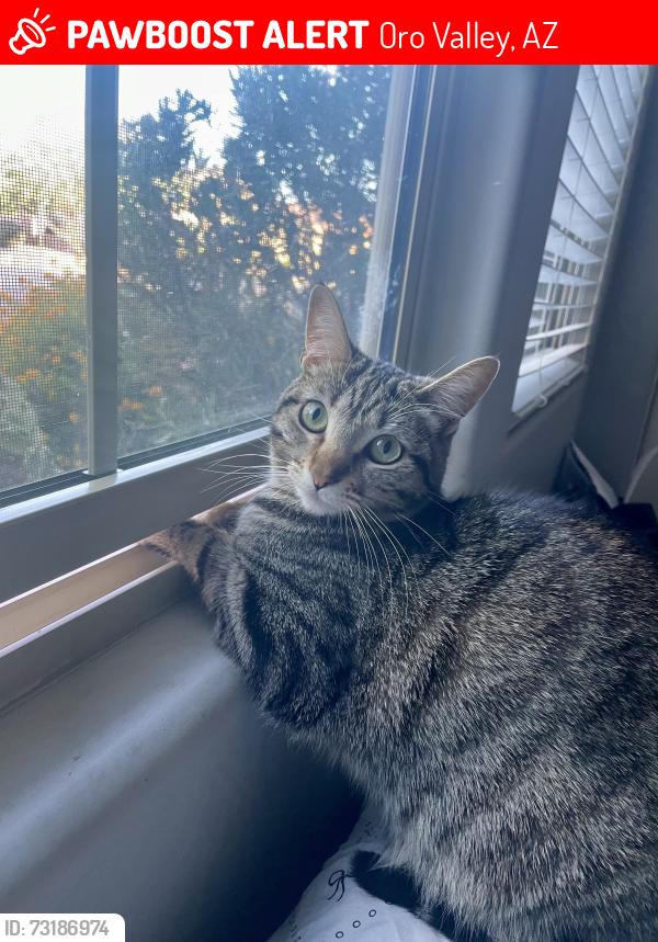 Lost Female Cat last seen Overton and Thornydale, Oro Valley, AZ 85742