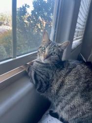Lost Female Cat last seen Overton and Thornydale, Oro Valley, AZ 85742
