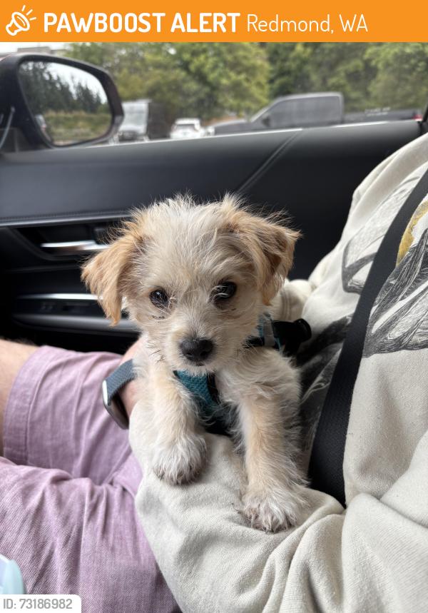Found/Stray Female Dog last seen Near Leary Way NE by Half Price Books, Redmond, WA 98052