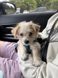Found/Stray Female Dog last seen Near Leary Way NE by Half Price Books, Redmond, WA 98052