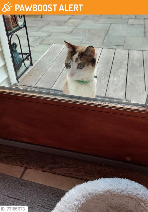 Found/Stray Unknown Cat last seen plumtree lane / Westminster rd, West Hempstead, NY 11552