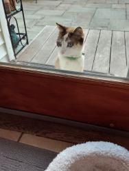 Found/Stray Unknown Cat last seen plumtree lane / Westminster rd, West Hempstead, NY 11552