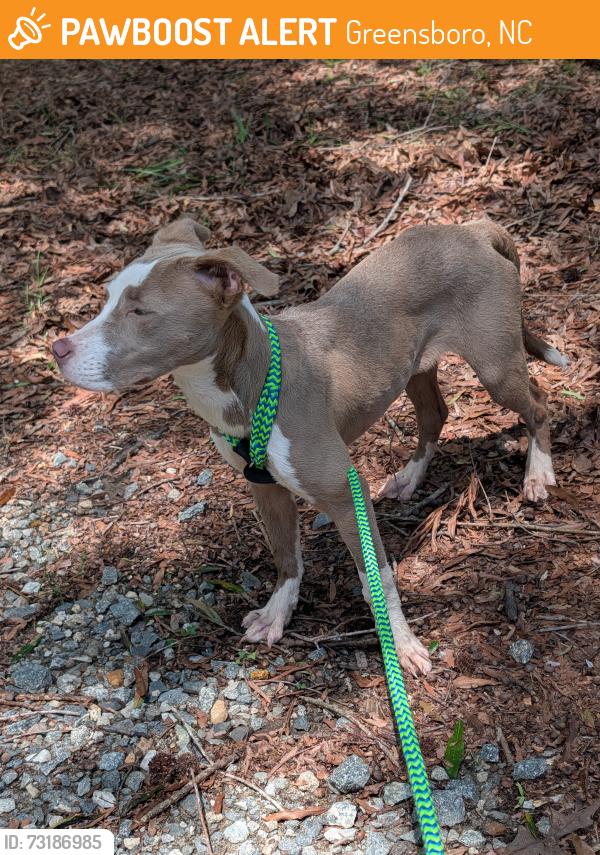 Found/Stray Female Dog last seen Drake and Kivet, Greensboro, NC 27407
