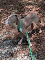 Found/Stray Female Dog last seen Drake and Kivet, Greensboro, NC 27407