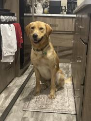 Lost Male Dog last seen Oak Rd Rutledge TN, Rutledge, TN 37861